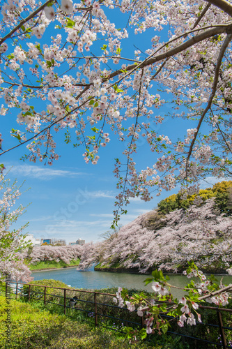 Beautiful Cherry blossom festival at Chidorigafuchi Park, Tokyo, Japan.