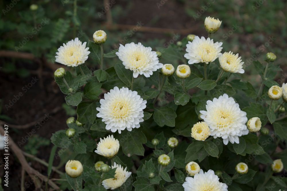 Obraz premium Countless horticultural variety of Chrysanthemum