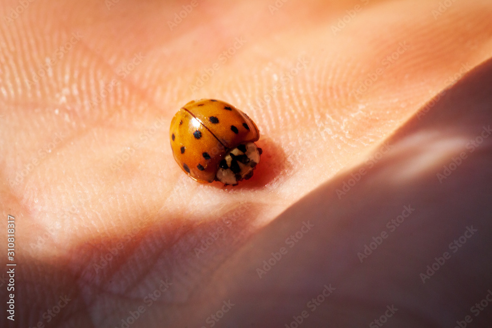 Macro of ladybug on a blade of grass Macro of ladybug on a blade of grass