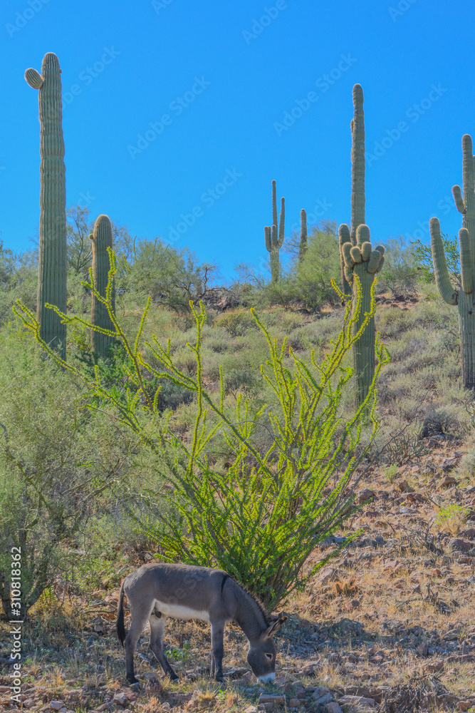 Wild donkeys, at the Lake Pleasant Regional Park in the Sonora Desert. Saguaro Cactus (Carnegiea Gigantea) in the background. Maricopa County, Arizona USA