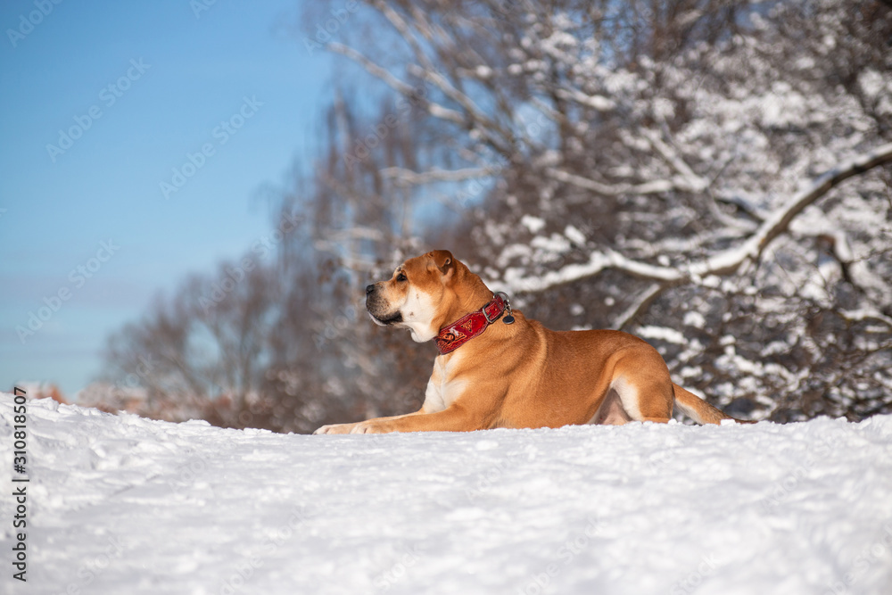 Cadebo red dog lies in a winter park