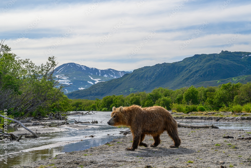 Ruling the landscape, brown bears of Kamchatka (Ursus arctos beringianus) Ruling the landscape, brown bears of Kamchatka (Ursus arctos beringianus)