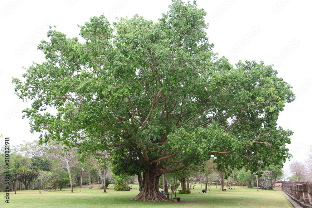 Big Bodhi tree in the garden