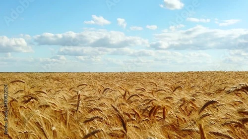 Wheat field, ears of wheat swaying from the gentle wind.
