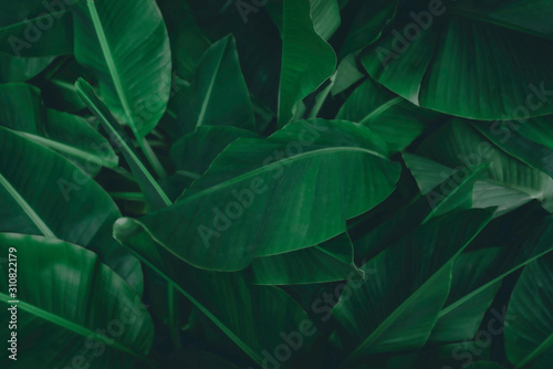 Tropical banana leaf concept, natural green banana leaf, green background in Asia and Thailand photo