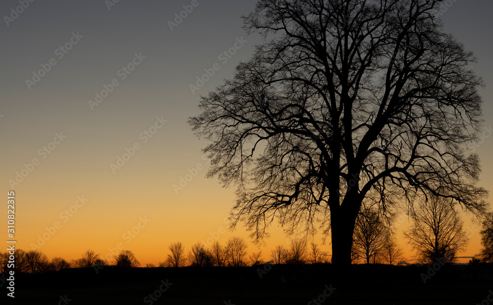 sunset with tree silhouette orange and black
