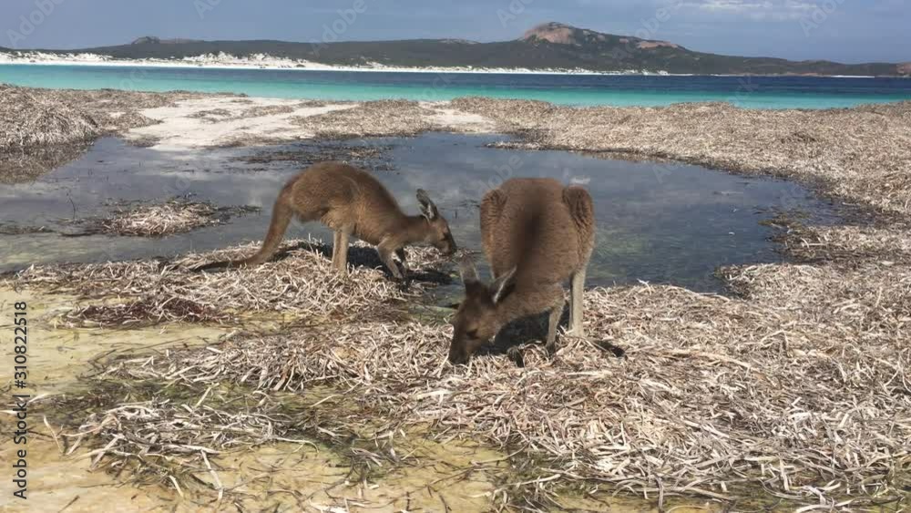 Two Kangaroos on the beach in Lucky Bay Cape le Grand in Western Australia Two Kangaroos on the beach in Lucky Bay Cape le Grand in Western Australia
