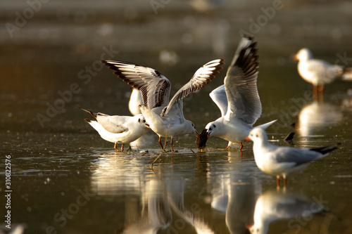 Black-headed gull feeding on a fishpond Crna Mlaka photo
