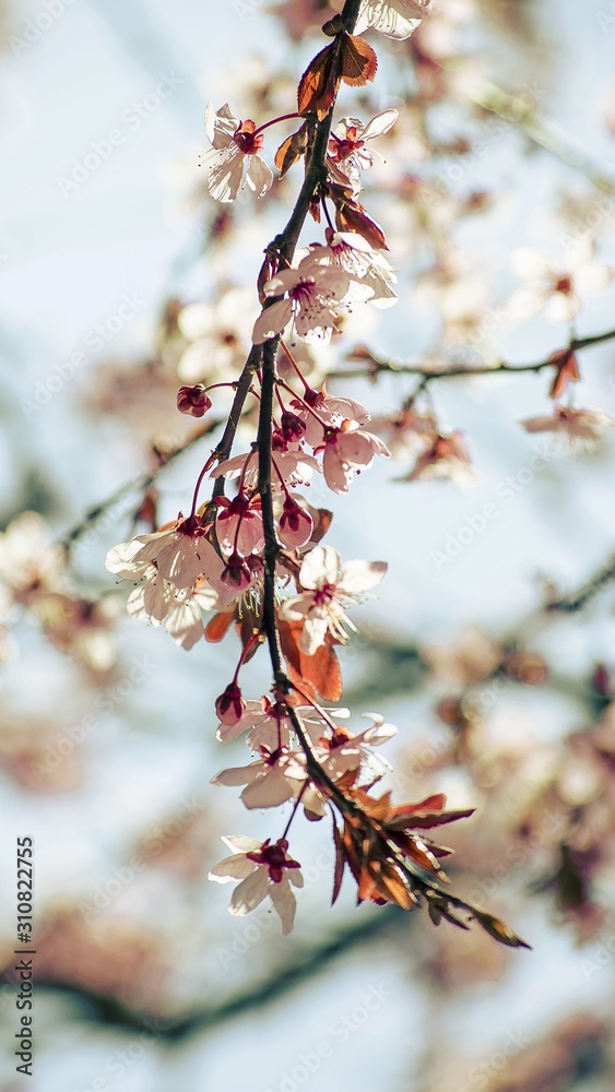 Bright pale pink spring flowers. branch of blossoming apple tree or cherry with white and light flowers against blue sky. Summer natural backdrop. Botanical bloom concept. Copy Space. Selective focus. Bright pale pink spring flowers. branch of blossoming apple tree or cherry with white and light flowers against blue sky. Summer natural backdrop. Botanical bloom concept. Copy Space. Selective focus.