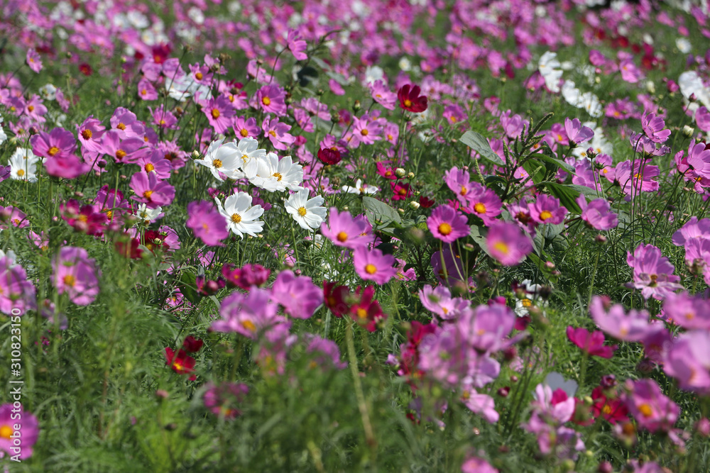 Cosmos sulphureus flower fields in white and pink color. It is also known as sulfur cosmos and attract birds and butterflies. Cosmos sulphureus flower fields in white and pink color. It is also known as sulfur cosmos and attract birds and butterflies.