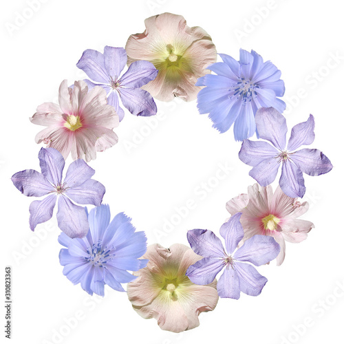 Beautiful floral circle of chicory, clematis and mallow. Isolated