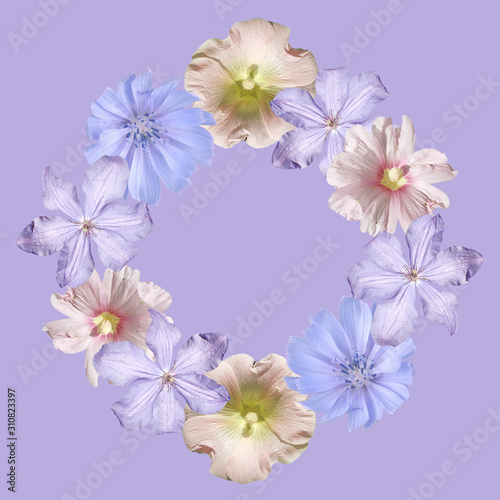 Beautiful floral circle of chicory, clematis and mallow. Isolated