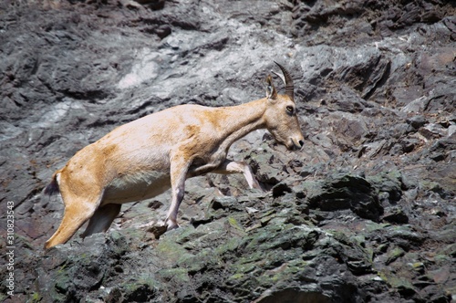 mountain goat on the rock