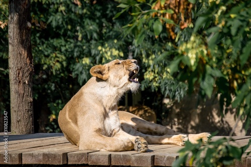 lioness in zoo prague