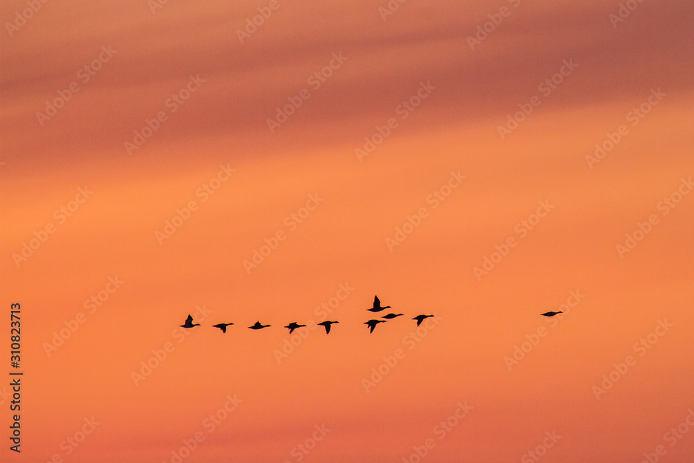 silhouette of a a group of ducks flying in a row in the red sky of sunset