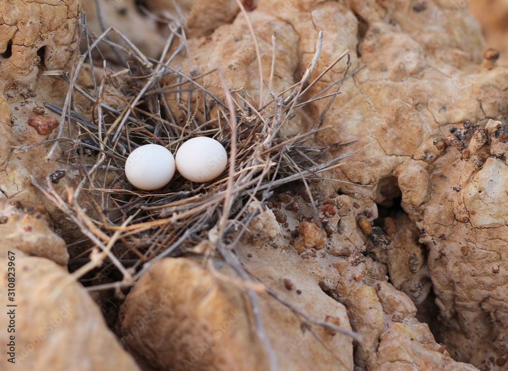 birds nest with two eggs on the ground.
