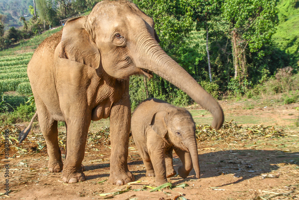 Obraz premium Elefant mother with its baby on a harvested field in the jungle of Thailand
