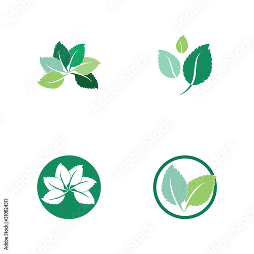 Set of Mint leaves flat vector color icon