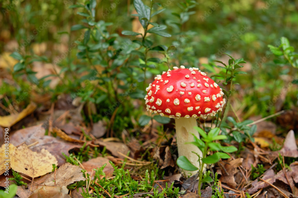 A beautifull little red fly agaric mushroom standing in a mixed forest on the forest floor in October in autumn in Bavaria, Germany A beautifull little red fly agaric mushroom standing in a mixed forest on the forest floor in October in autumn in Bavaria, Germany