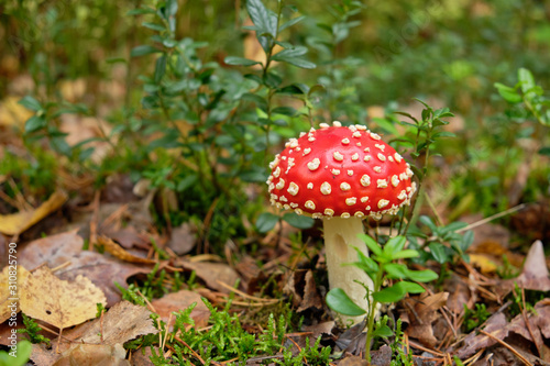 A beautifull little red fly agaric mushroom standing in a mixed forest on the forest floor in October in autumn in Bavaria, Germany
