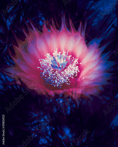 Tableau sur toile Glow Cactus flower