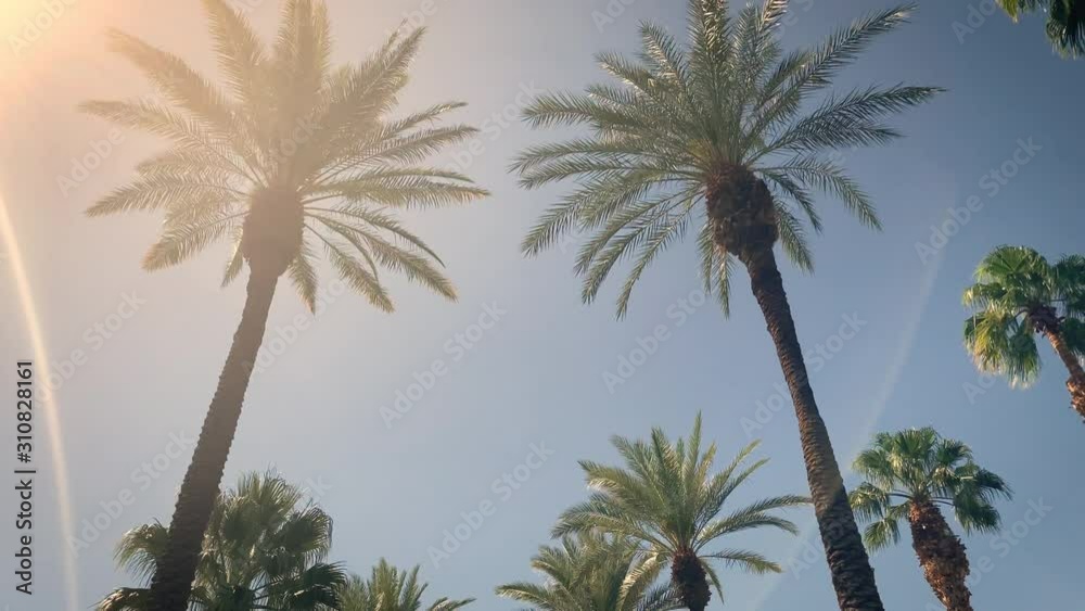 Camera looks up as it moves past rows a palm trees