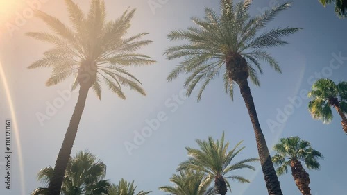 Camera looks up as it moves past rows a palm trees photo