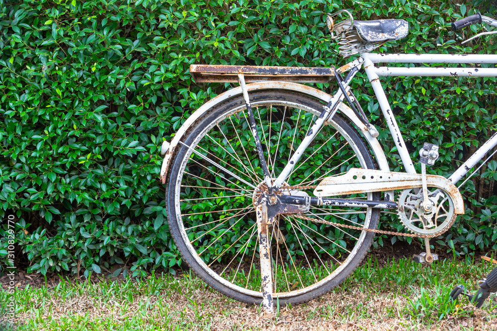 Old white bicycle in the garden.