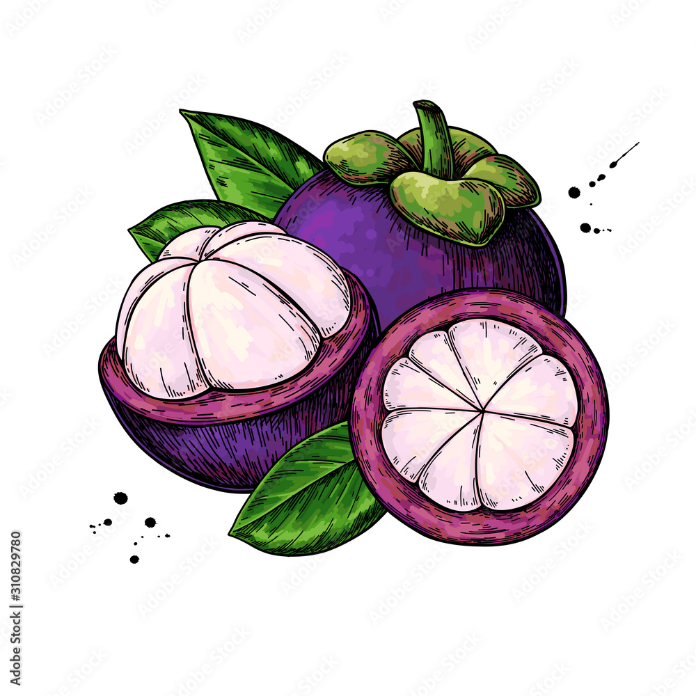 Mangosteen vector drawing. Hand drawn tropical fruit illustration Stock