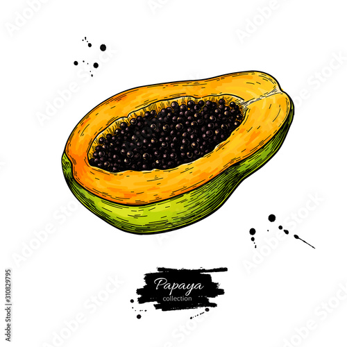 Papaya vector drawing. Hand drawn tropical fruit illustration.