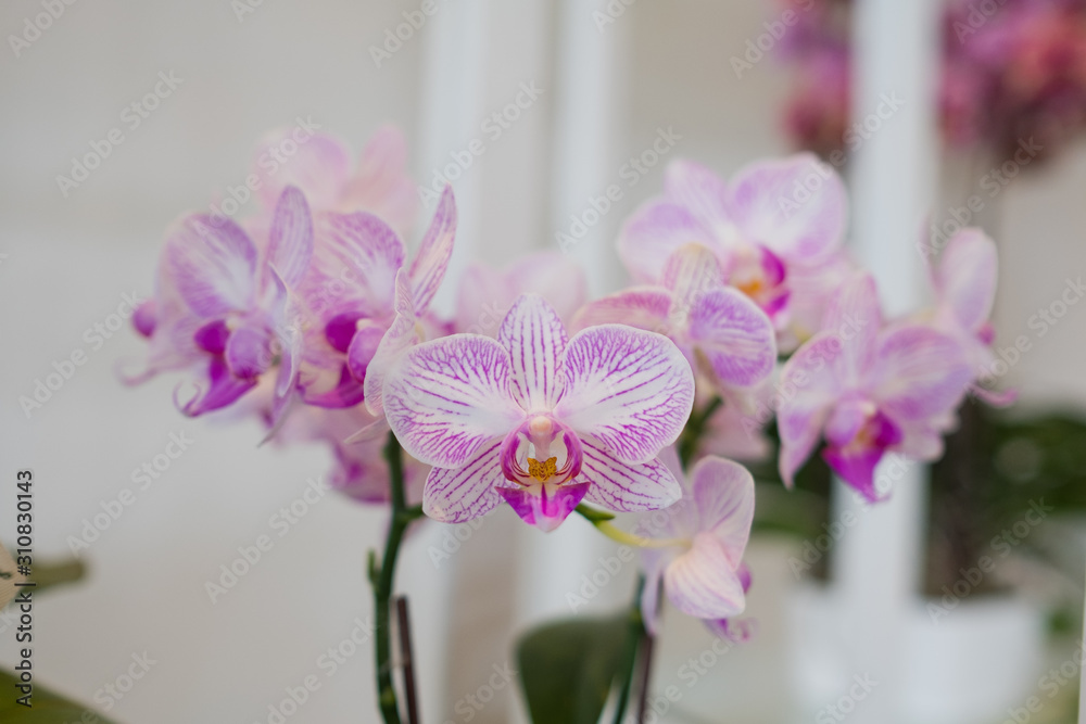 Fototapeta premium orchid flower, beautiful flower nature background