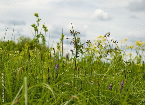 Summer colorful landscape  green nature of Central Russia
