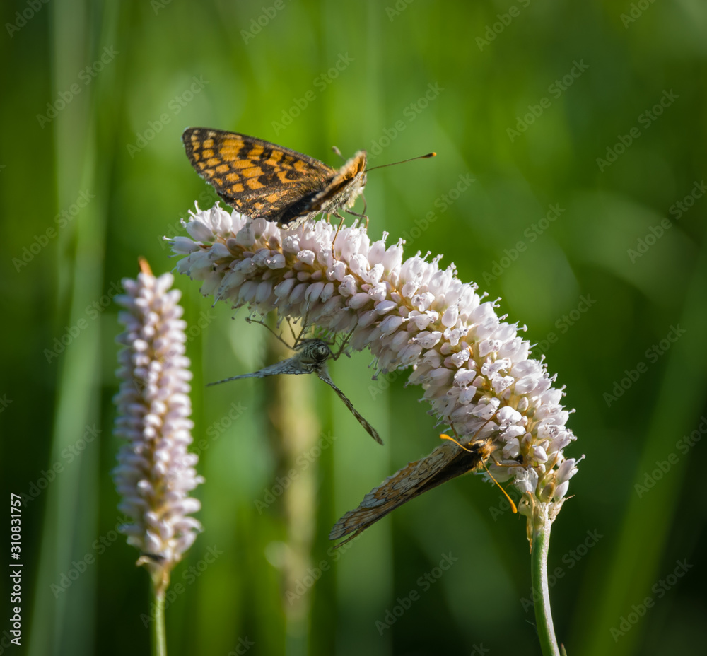 Fototapeta premium Beautiful summer picture with a flowers 