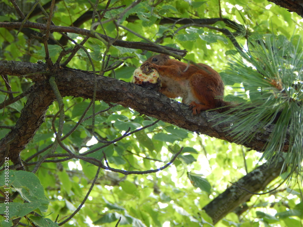 Red squirrel on a tree in summer Red squirrel on a tree in summer