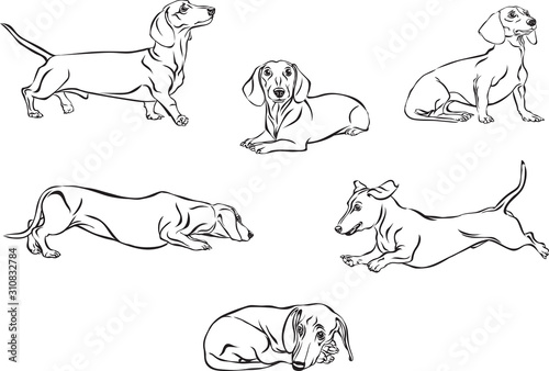 Dachshund, dachshund figure, vector, different positions, illustration, black and white, silhouette