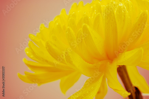 Macro of yellow flowers background