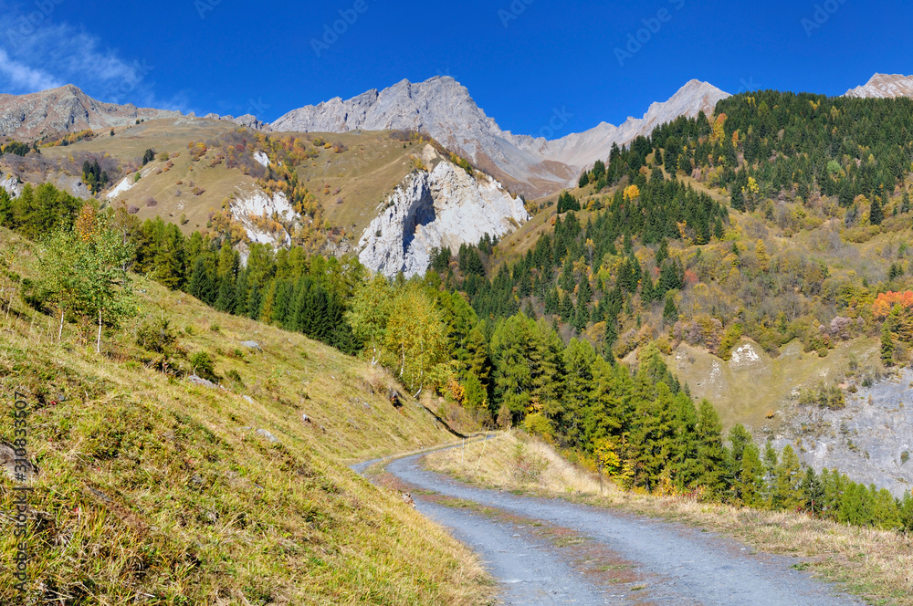 view on a footpath crossing the alpine mountain with its forest of firs  in autumn
