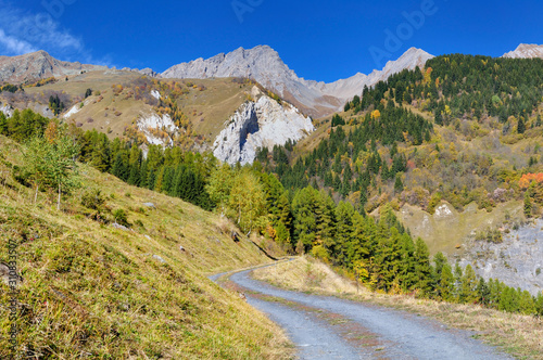 view on a footpath crossing the alpine mountain with its forest of firs in autumn