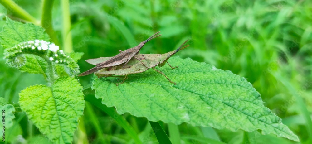 two grasshoppers are in the process of breeding phase to add generations two grasshoppers are in the process of breeding phase to add generations