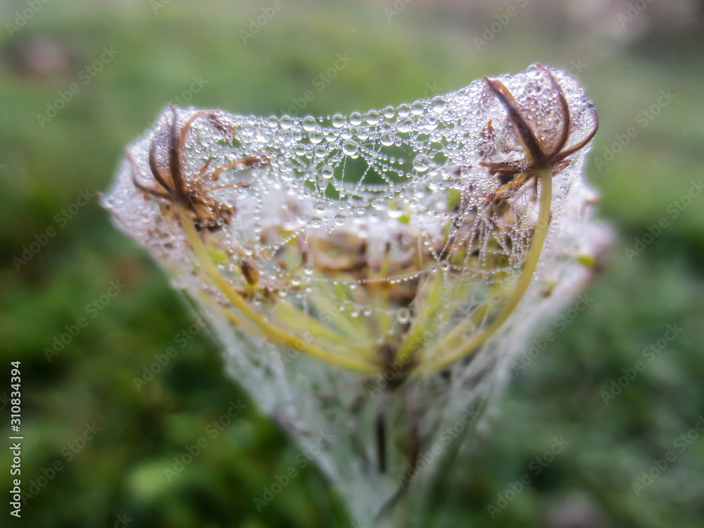 water drops on spiderweb water drops on spiderweb