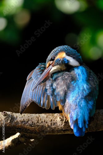 kingfisher on branch photo