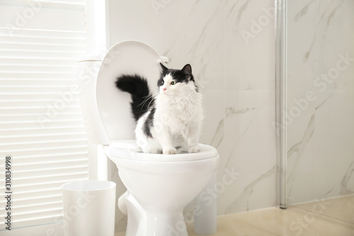 Cute cat sitting on toilet bowl in bathroom photo