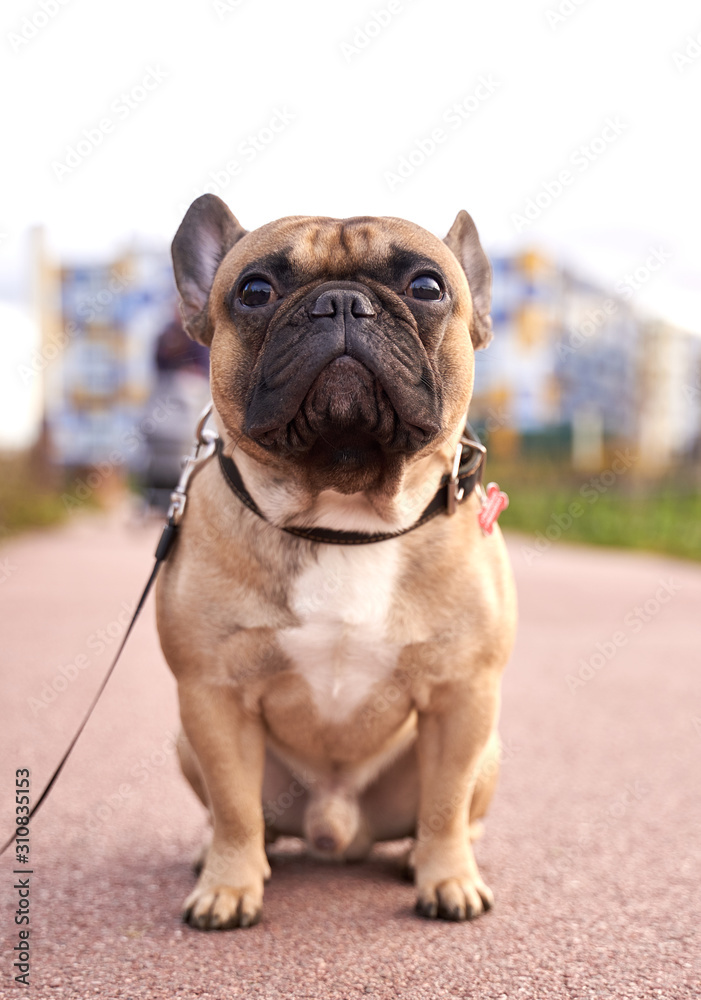 Close-up portrait of dogs muzzle. Walking pet in autumn. Vertical shot of animal. French bulldog orange color sits on track, serious doggie, angle from below.