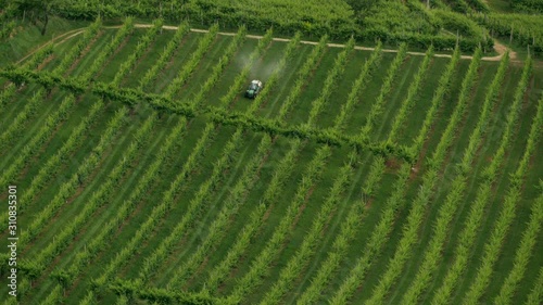 Green Prosecco vineyards - Conegliano Valdobbiadene photo