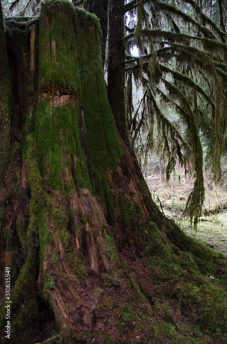 Old growth cedar stump historic remains