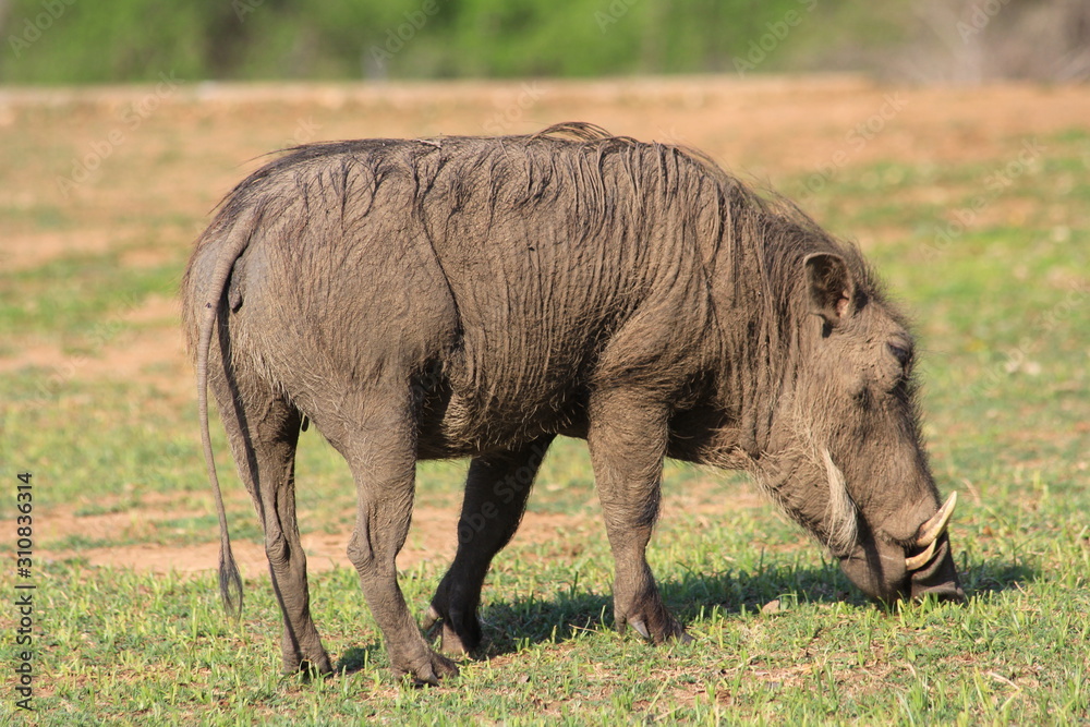 Fototapeta premium grasendes Warzenschwein