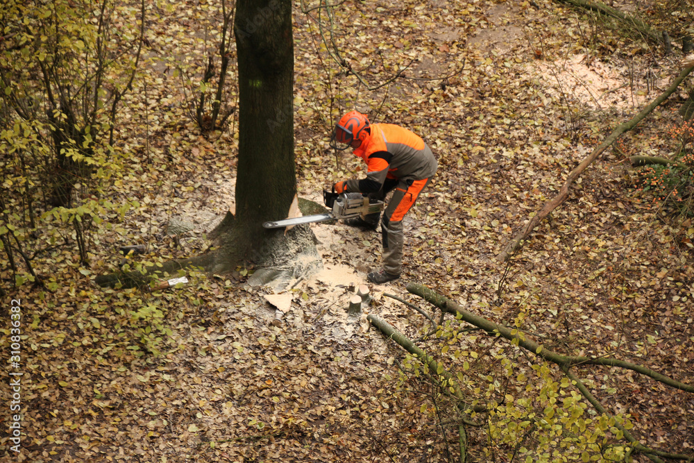 worker in an orange jacket and work pants saws a thick tree trunk with a saw, an environmental concept, industrial garden work worker in an orange jacket and work pants saws a thick tree trunk with a saw, an environmental concept, industrial garden work