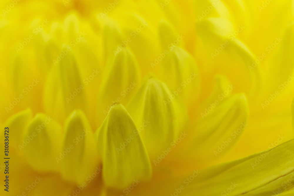 Fototapeta premium Macro of yellow flowers background