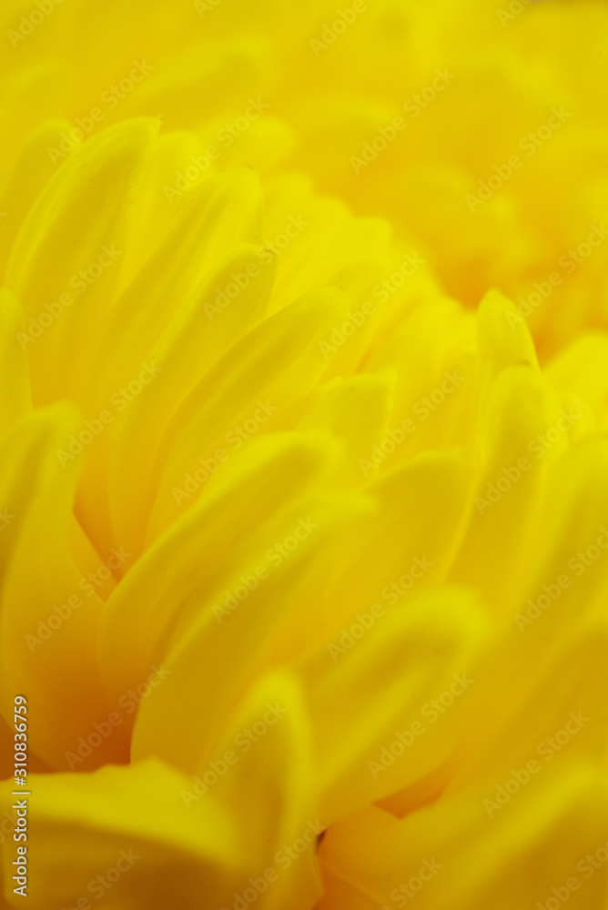 abstract macro yellow flowers background abstract macro yellow flowers background