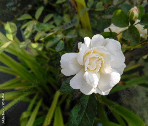 Beautiful white rose flower blooming and green leaves plant growing in the garden